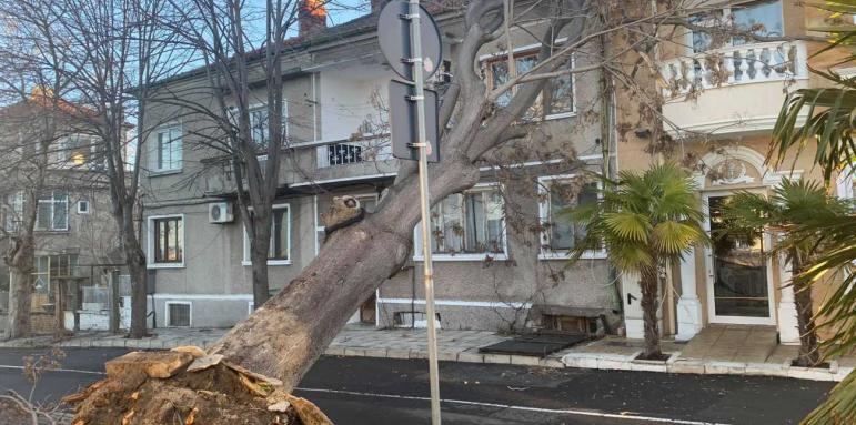 Ураганът помете Бургас. Изтръгна дървета